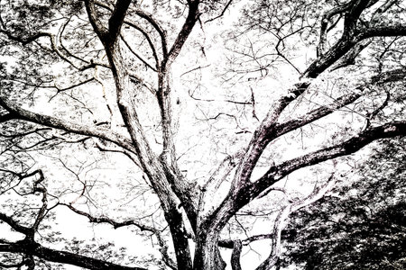 Overlay texture for your design - treeの写真素材