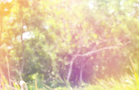 Green natural background of out of focus forest or bokeh  made with color filtersの写真素材