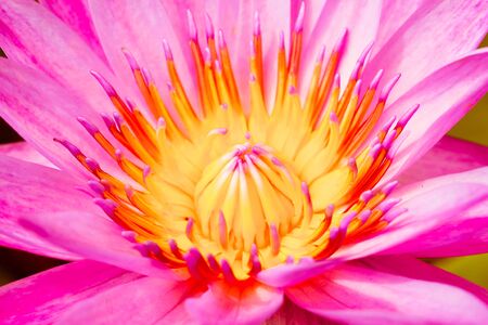 colorful waterlily. The flower grows in tropical climate.の写真素材