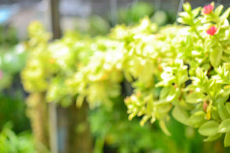 Image of green blurred garden backgroundの写真素材