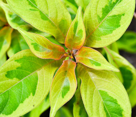 green leaves backgroundの写真素材