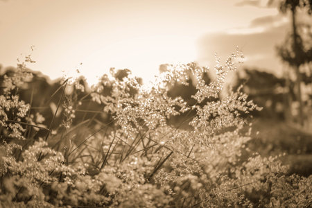 Abstract nature background with wild flowers and plants silhouettes at foggy mysterious sunrise. Early morning over the meadow at misty autumn. Blur effectの写真素材