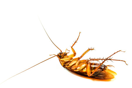 Dead cockroaches white background