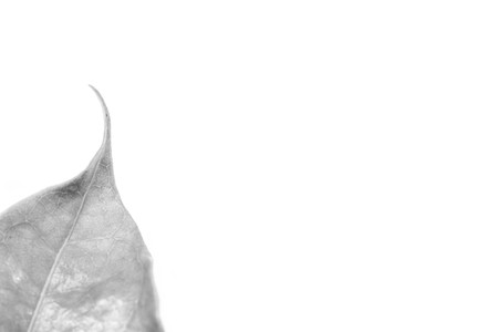 The leaves  for background.の写真素材