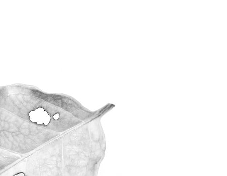 The leaves are eaten by insects for background.の写真素材