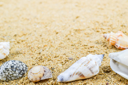 Sea shells with sand as background