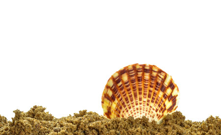 Large beautiful sea shell with sand on white background