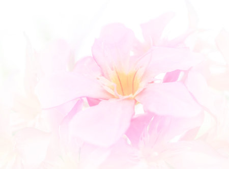 abstract background flower is out of focus blur made with color filter