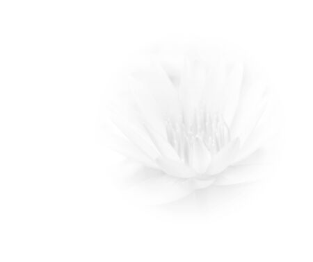 abstract background flower is out of focus blur made with color filterの写真素材