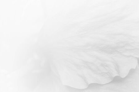 abstract background flower is out of focus blur made with color filterの写真素材