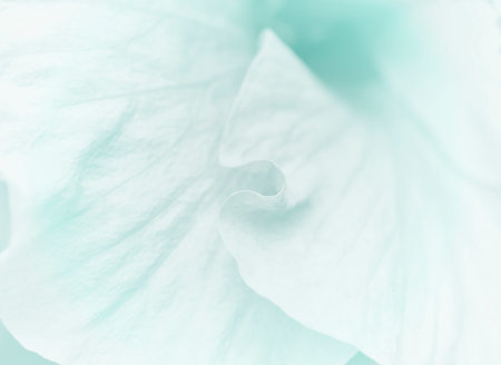sweet color flower in soft color and blur style for backgroundの写真素材