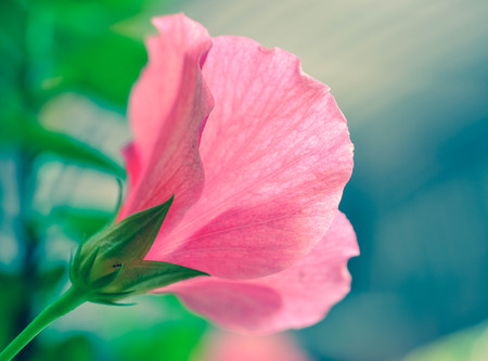Pink Hibiscus flower in the gardenの写真素材