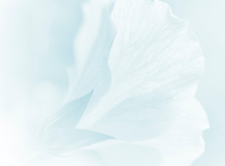 sweet color flower in soft color and blur style for backgroundの写真素材