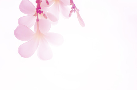 sweet color flower in soft color and blur style for backgroundの写真素材