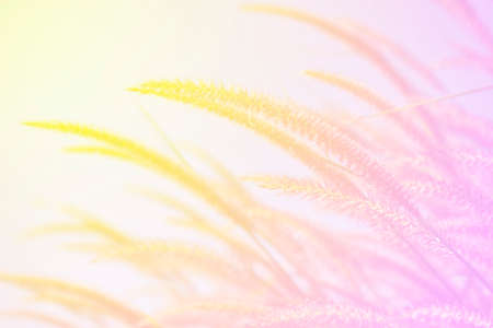 sweet color flower grass  in soft color and blur style for backgroundの写真素材