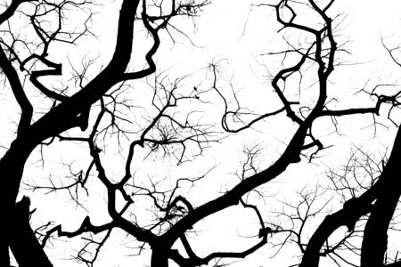Tree silhouette on white backgroundの写真素材