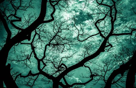 Halloween background. Tree silhouette on orange sky backgroundの写真素材