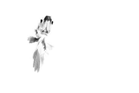 siamese fighting fish  on white background.の写真素材