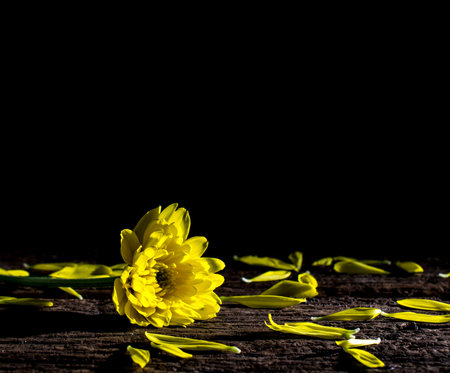 flowers on black backgroundの写真素材