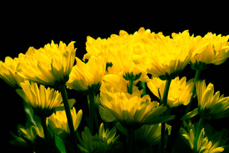 flowers on black background