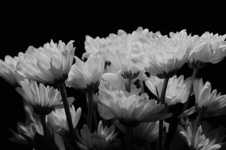 black and white gerbera flowerの写真素材