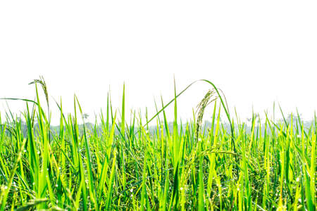 Paddy field of Thai rice with ears of rice. The field is in rural of Thailand, Southeast Asia.の写真素材