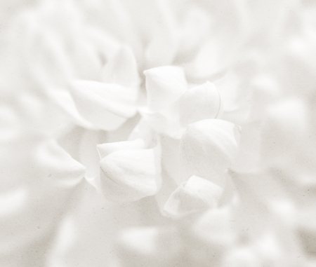 white chrysanthemums in soft color and blur style on mulberry paper textureの写真素材