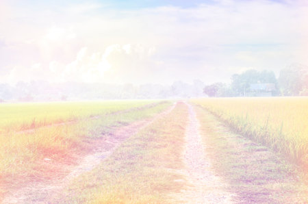Paddy field of Thai rice with ears of rice. The field is in rural of Thailand, Southeast Asia.made with color filtersの写真素材