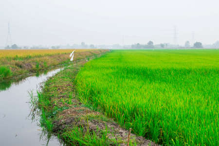 Paddy field of Thai rice with ears of rice. The field is in rural of Thailand, Southeast Asia.の写真素材