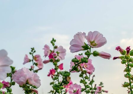 Pink malva silvestris flowerの写真素材