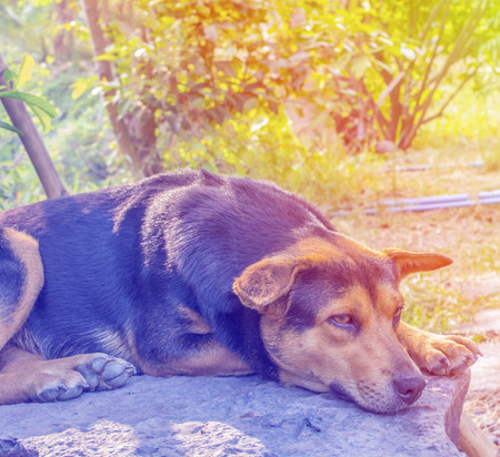 Beautiful dog lying on the rocks.vintage effect filter style picturesの写真素材