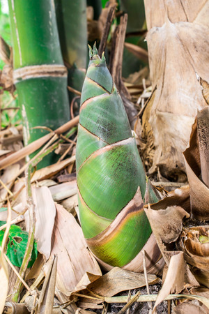 bamboo shoots in the bamboo forest selective focusの写真素材