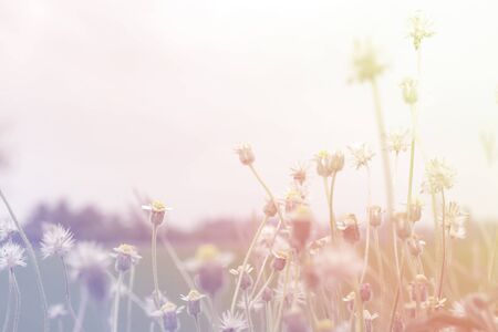 weed flowers in vintage color style texture for blur backgroundの写真素材