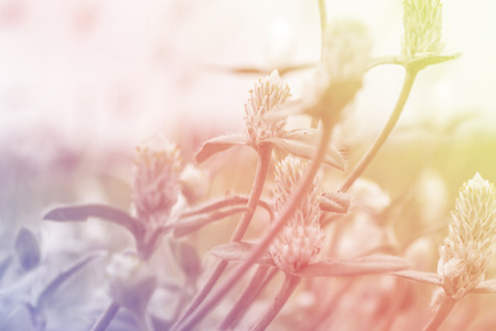 weed flowers in vintage color style texture for blur backgroundの写真素材