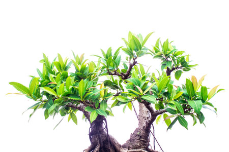 Tree on a white backgroundの写真素材