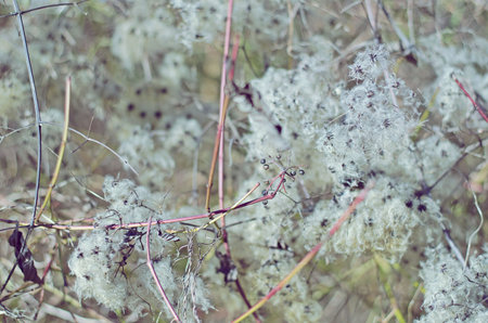 Background of the flowering branches