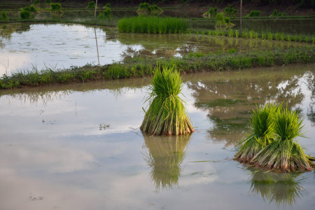 Rice fields in Thailandの写真素材