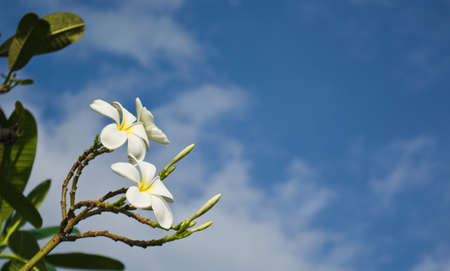 Plumeriaの写真素材