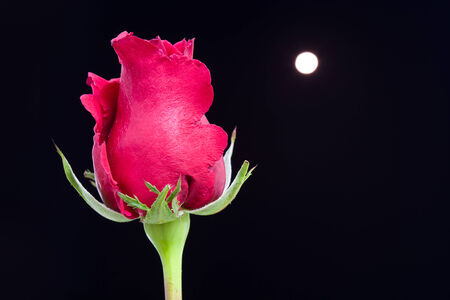 Rose and full moonの写真素材