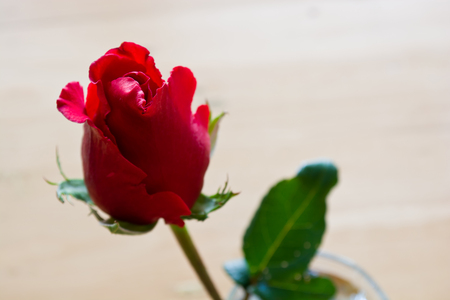 Red rose and blur backgroundの写真素材