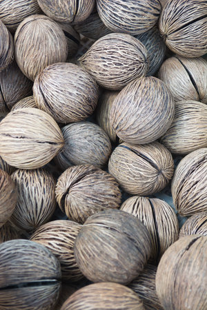 Suicide tree, Pong pong seedの写真素材