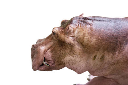 Hippopotamus on white backgroundの写真素材