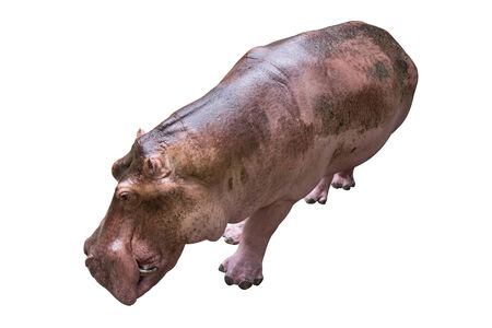 Hippopotamus on white backgroundの写真素材