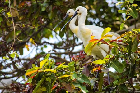 Eurasian spoonbillの写真素材