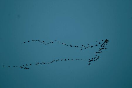 Birds toward Homeの写真素材