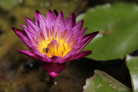 Lotus blooming in the pond with beeの写真素材
