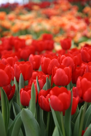 Beautiful tulip garden,Nonthaburi,Thailandの写真素材