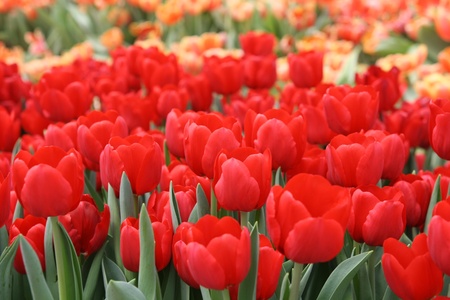 Beautiful tulip garden,Nonthaburi,Thailandの写真素材