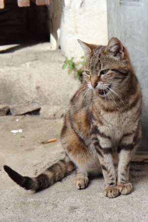 Fierce stripe catの写真素材