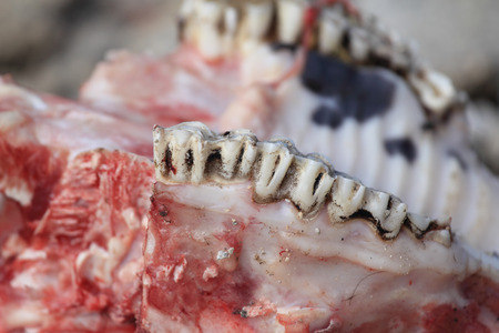 Cow Teeth and fresh jaw の写真素材